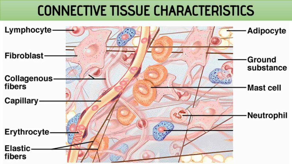 Connective Tissue Characteristics - Rajus Biology