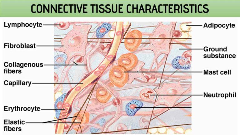 Connective Tissue Characteristics