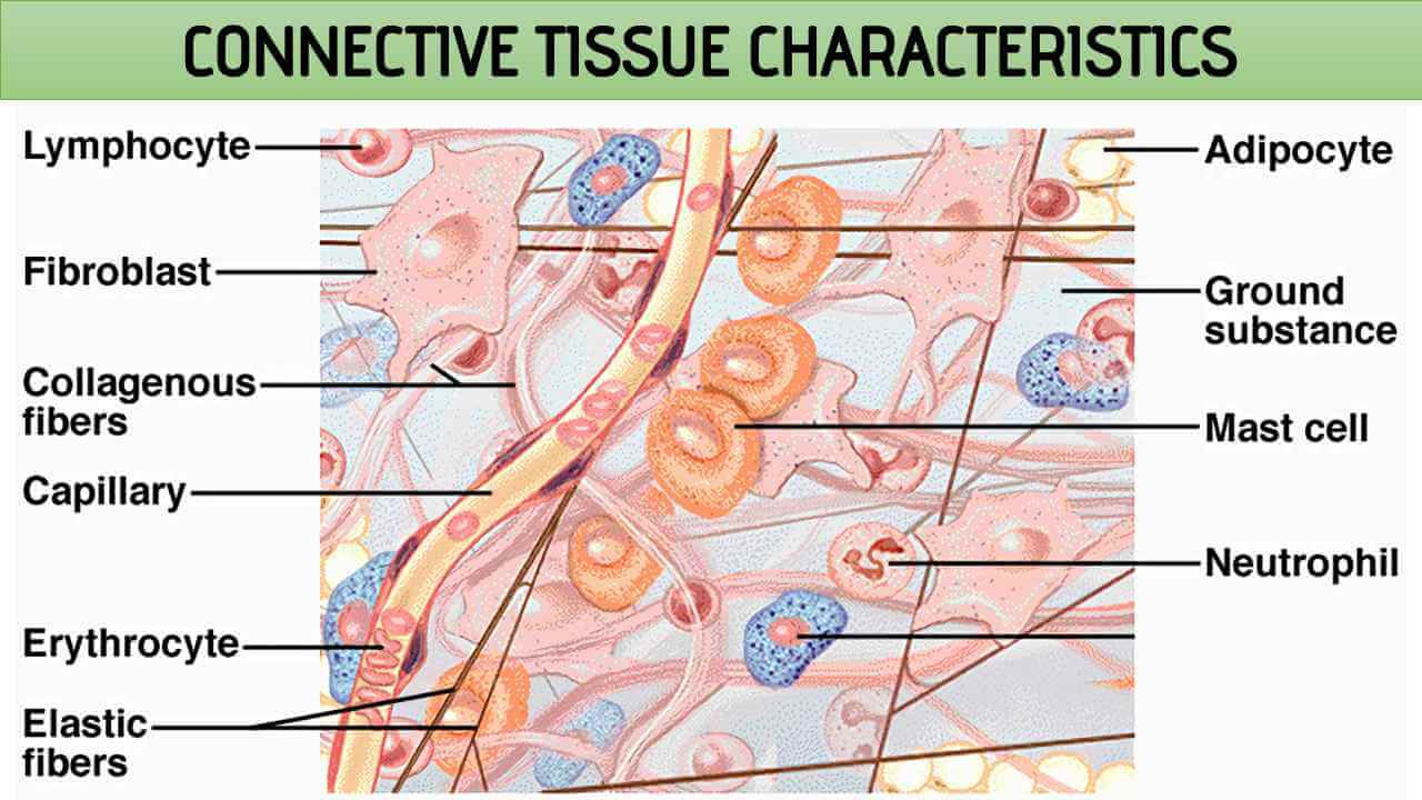 Connective Tissue Characteristics Rajus Biology