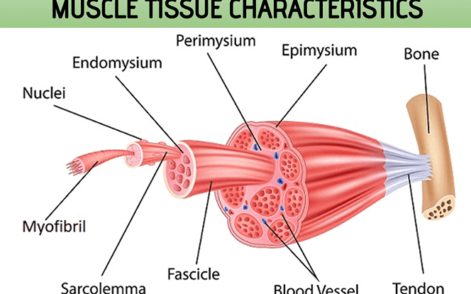 Muscle Tissue Characteristics - Rajus Biology