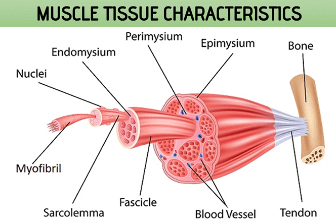 Muscle Tissue Characteristics
