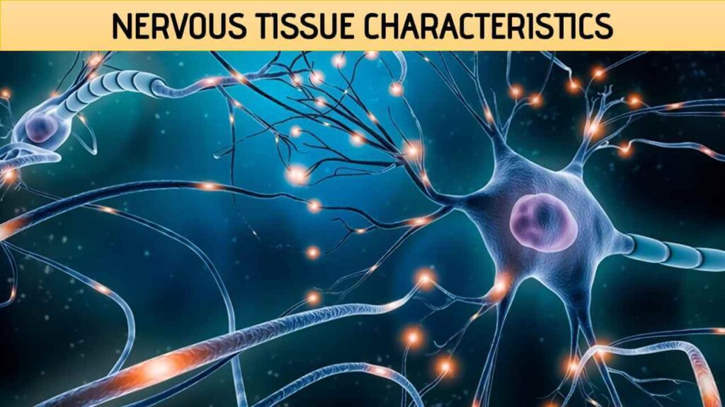 What Are The Distinguishing Characteristics Of Nervous Tissue