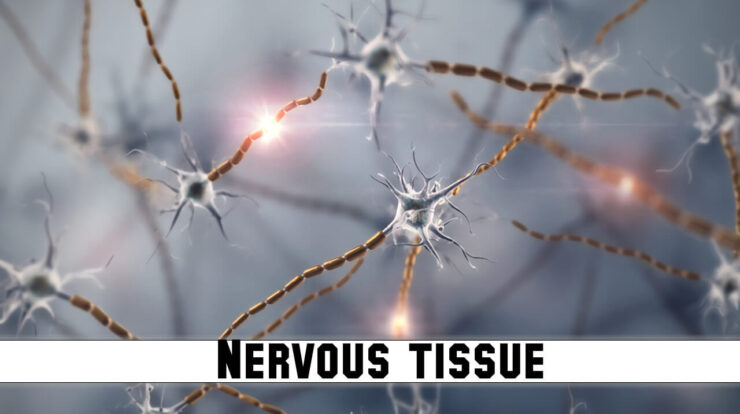 nervous-tissue-structure-types-and-function-rajus-biology