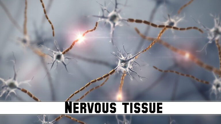 Nervous tissue