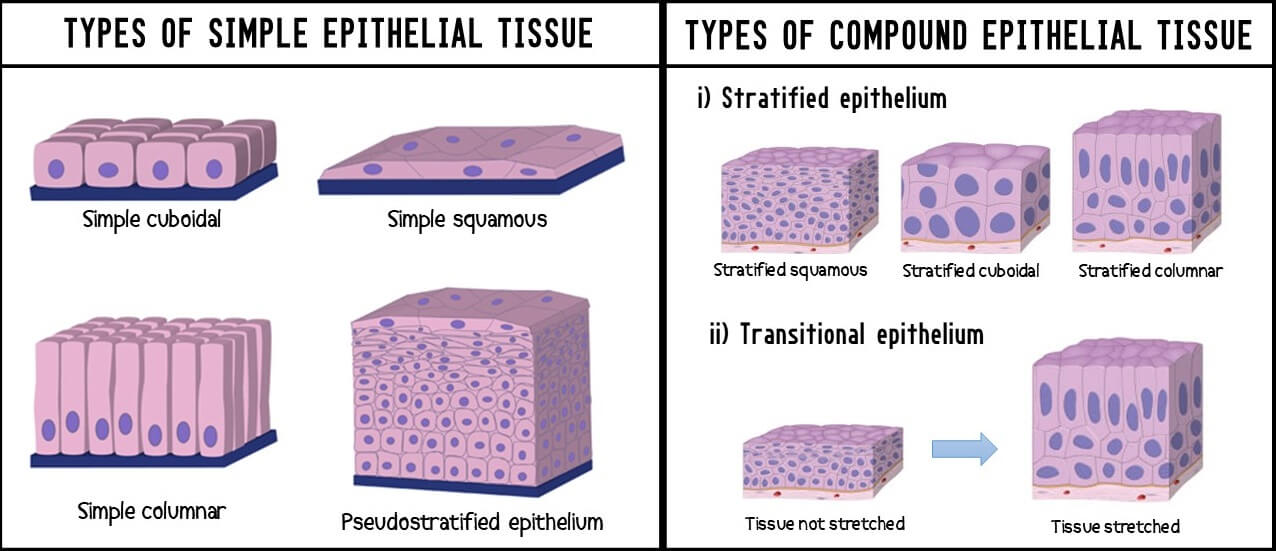 Types Of Epithelial Tissue Definition Characteristics And Functions