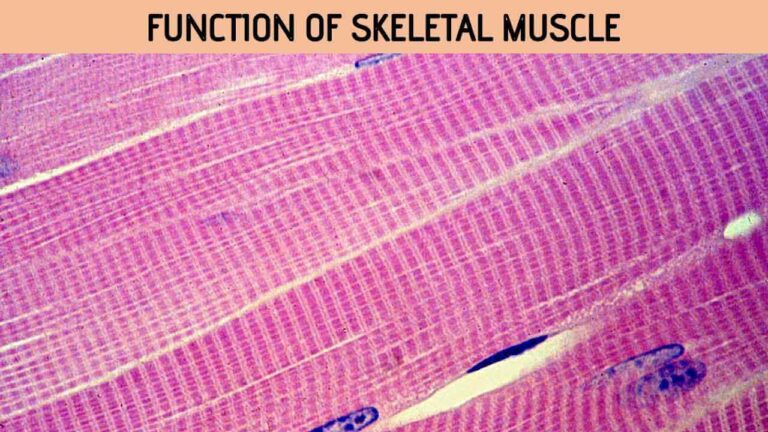 Skeletal Muscle Function