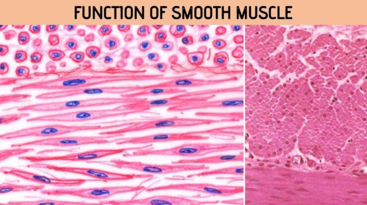 Smooth Muscle Function
