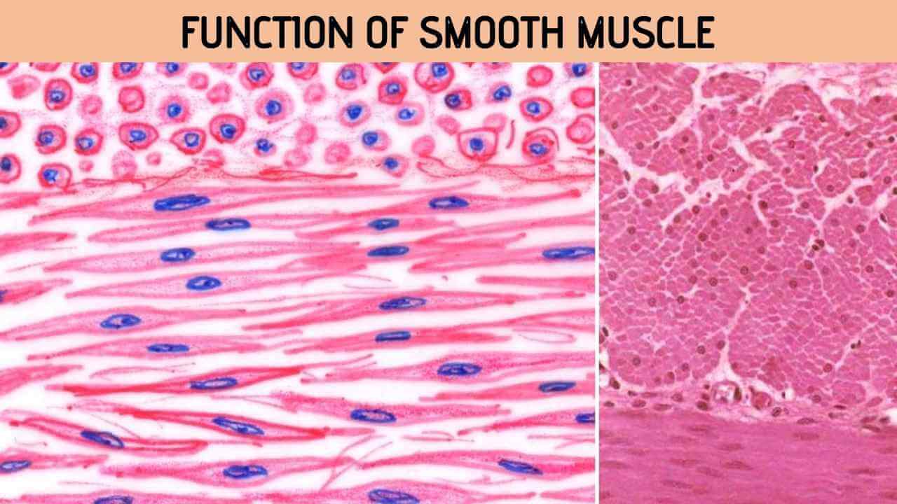 What Are The Functions Of Smooth Muscles