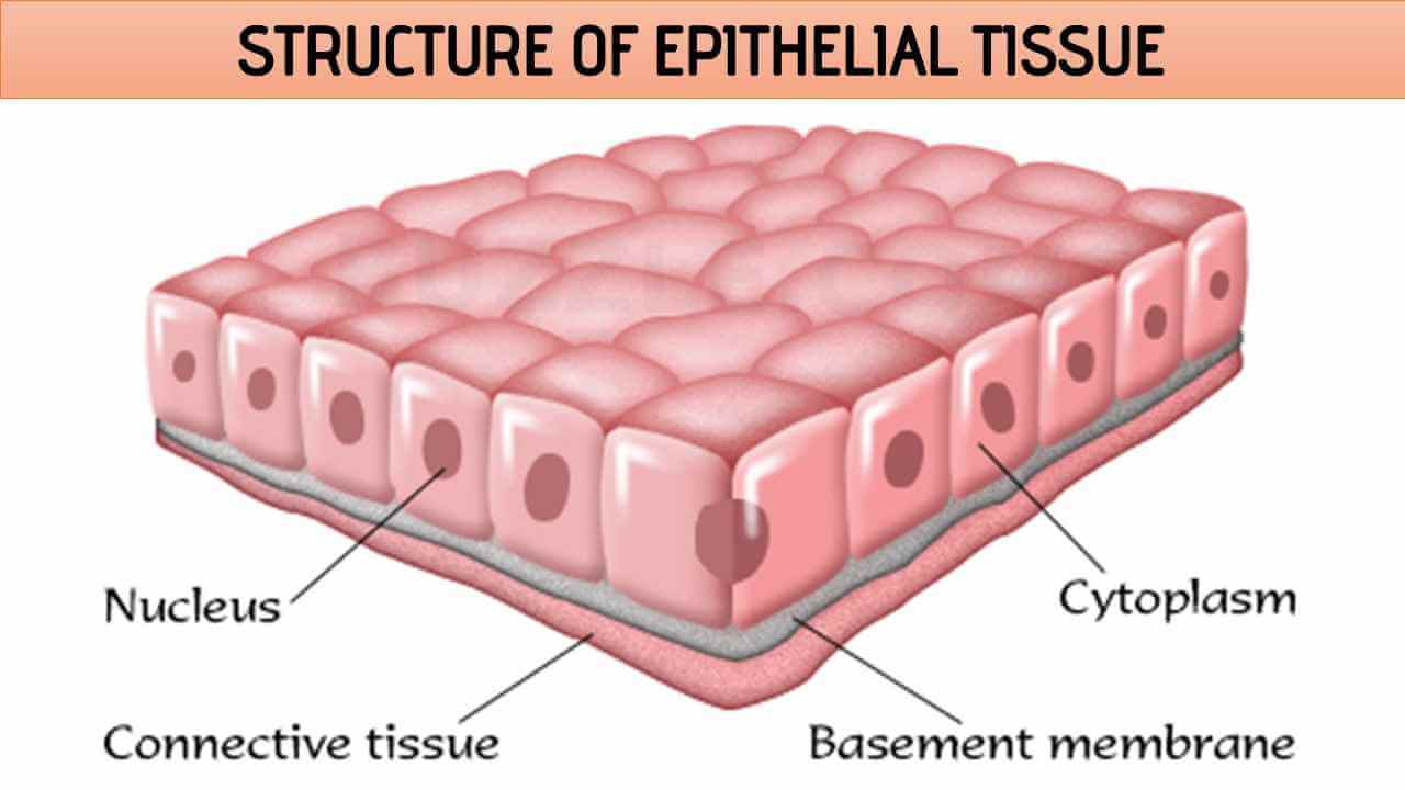 Structure of Epithelial Tissue | Free Biology Notes - Rajus Biology