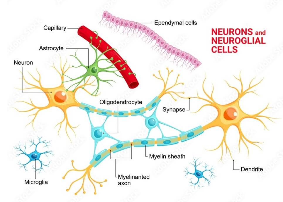 Structure of Nervous Tissue
