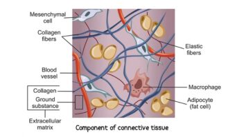 Connective tissue: Definition, Structure, Types and Function - Rajus ...