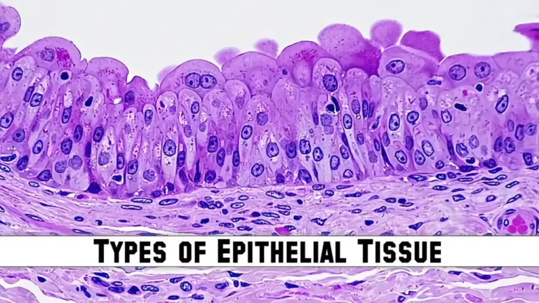 Types of Epithelium