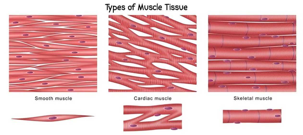 What Are 3 Types Of Muscular Tissue