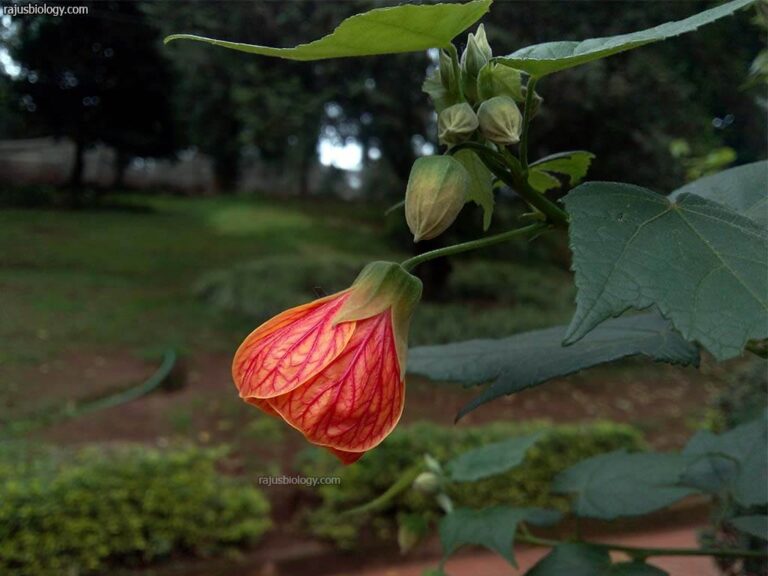 Abutilon pictum