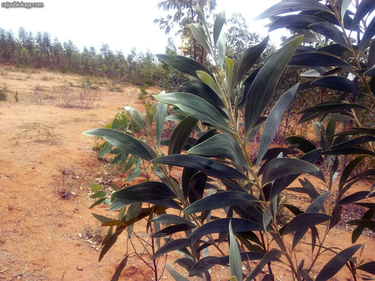 Acacia holosericea