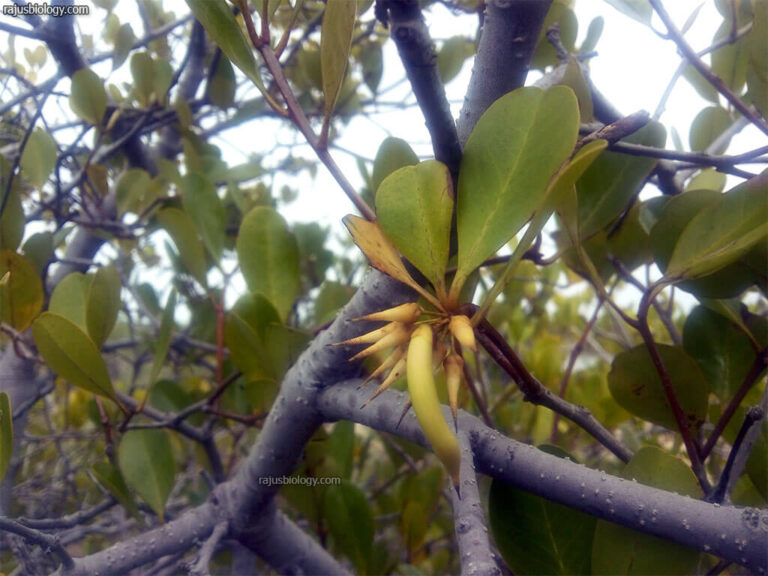 Aegiceras corniculatum