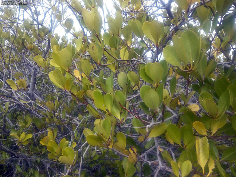 Aegiceras corniculatum Medicinal Uses - Rajus Biology