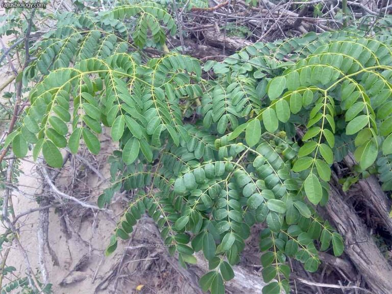 Caesalpinia bonduc