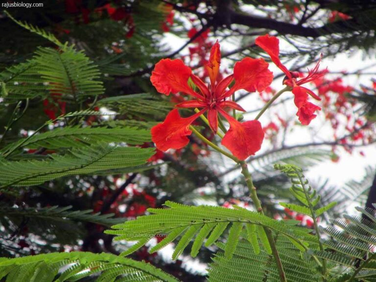 Delonix regia