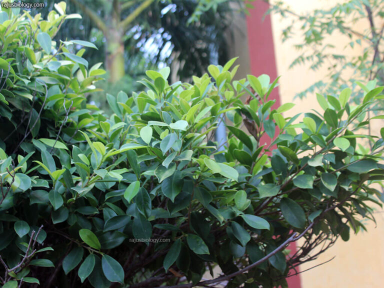 Ficus benjamina