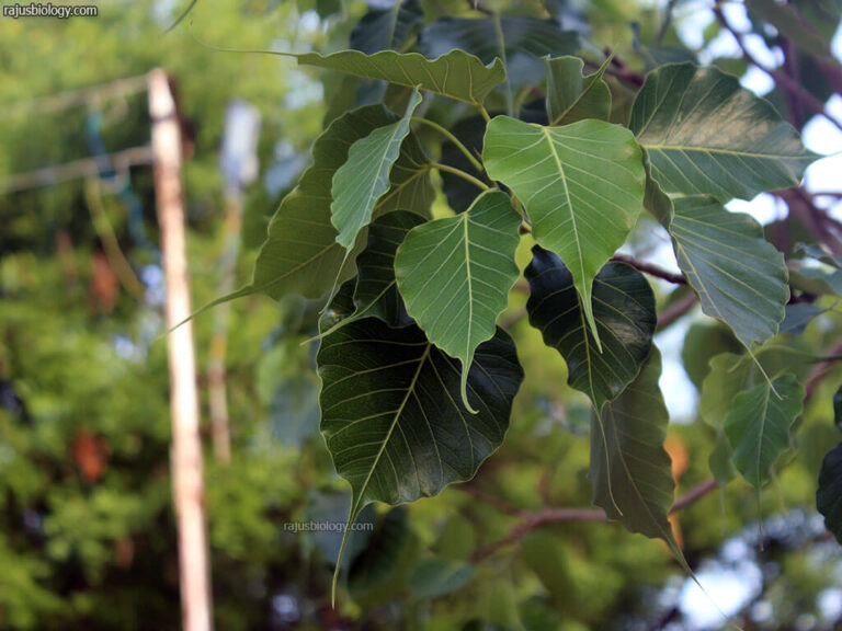 Ficus religiosa