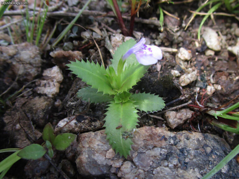 Lindernia antipoda Medicinal Uses - Rajus Biology