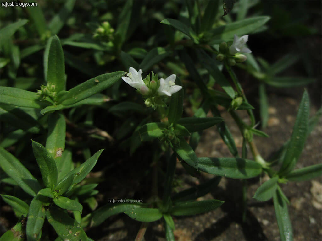 Oldenlandia umbellata