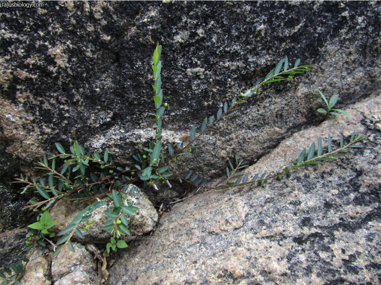 Phyllanthus virgatus