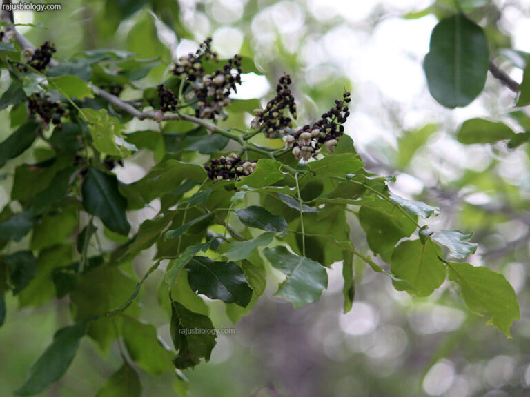 pongamia pinnata