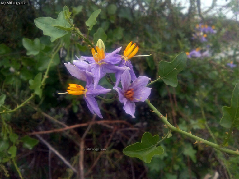 Solanum trilobatum