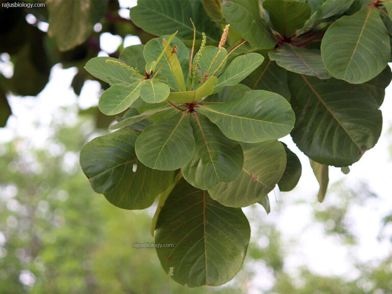 Terminalia catappa