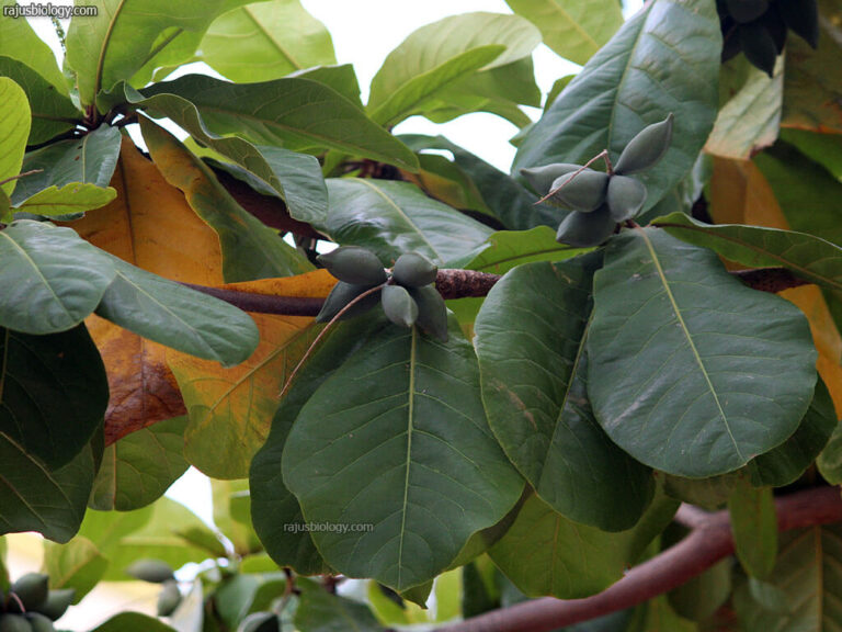 Terminalia catappa Medicinal Uses - Rajus Biology