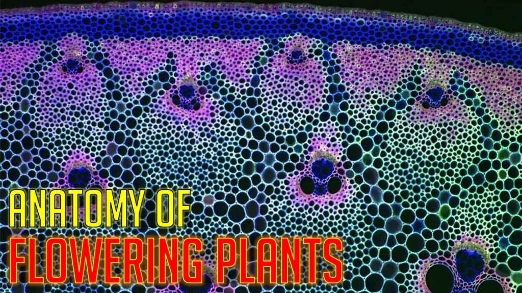 [ppt] Anatomy Of Flowering Plants Class 11 Notes Rajus Biology