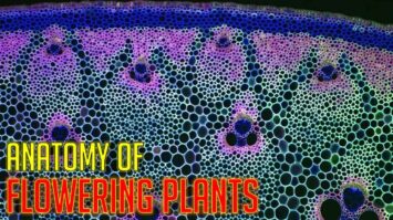 Anatomy of Flowering Plants Class 11 Notes