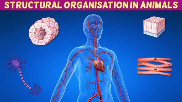 Structural Organisation in Animals Class 11 Notes