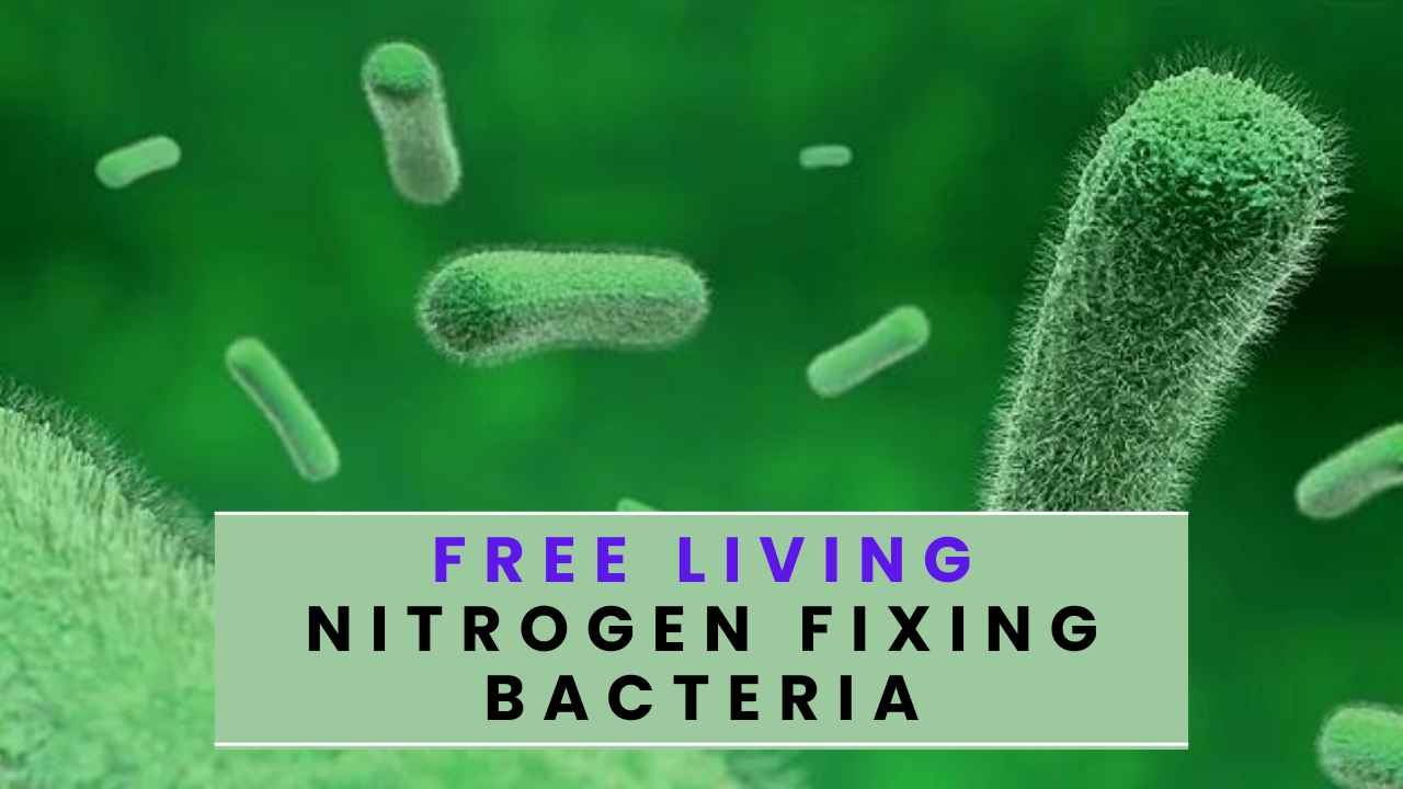 Free Living Nitrogen Fixing Bacteria