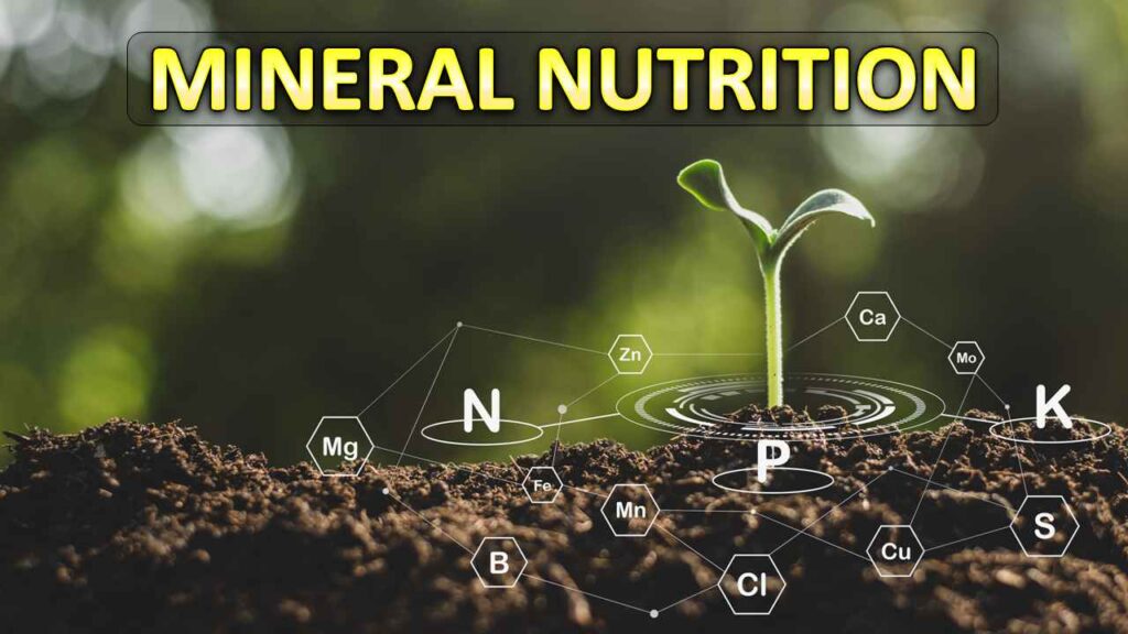 write an essay on mineral nutrition in plants