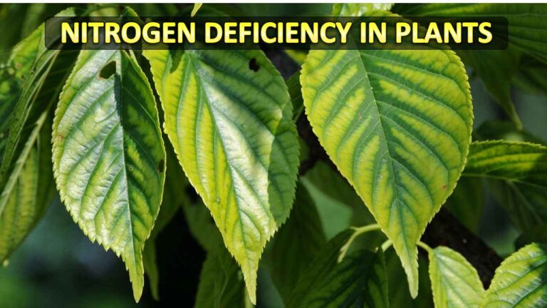 Nitrogen Deficiency in Plants