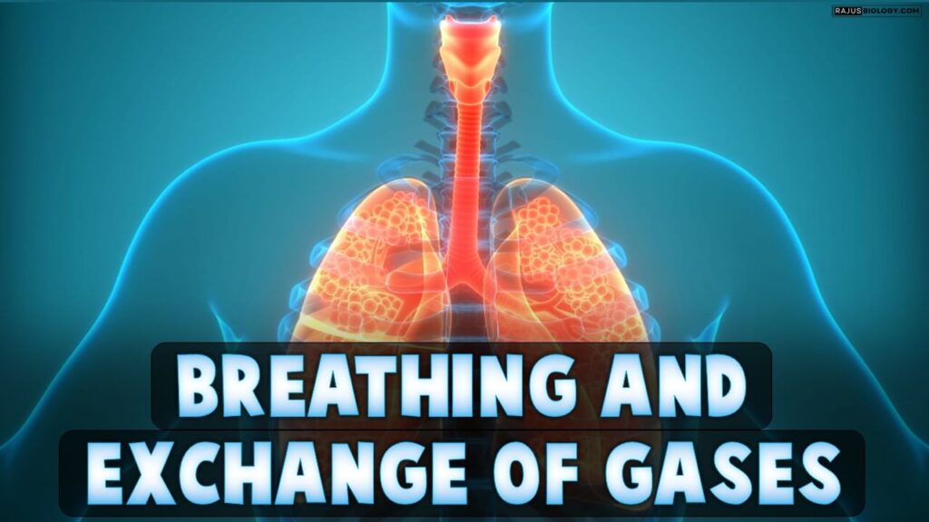 [PPT] Breathing And Exchange Of Gases Class 11 Notes - Rajus Biology