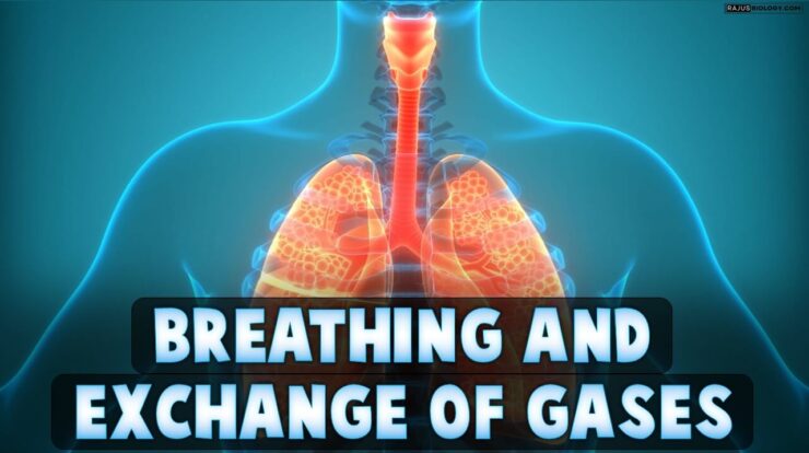 Breathing and Exchange of Gases Class 11 Notes
