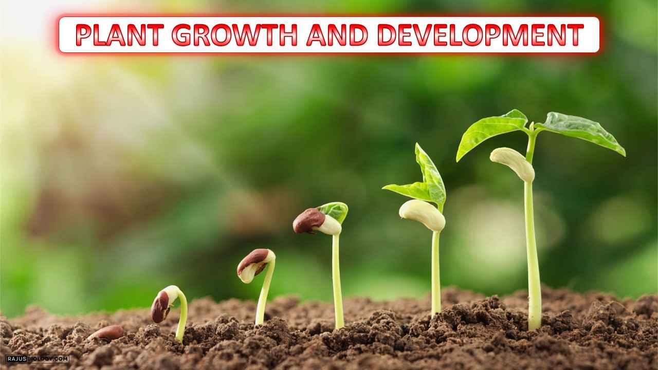 Plant Growth and Development Class 11 Notes