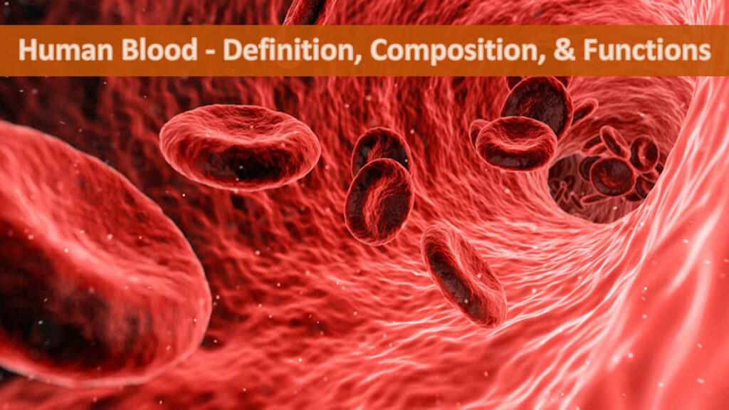 Human Blood - Definition, Composition, & Functions - Rajus Biology