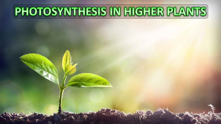 Photosynthesis in Higher Plants Class 11 Notes
