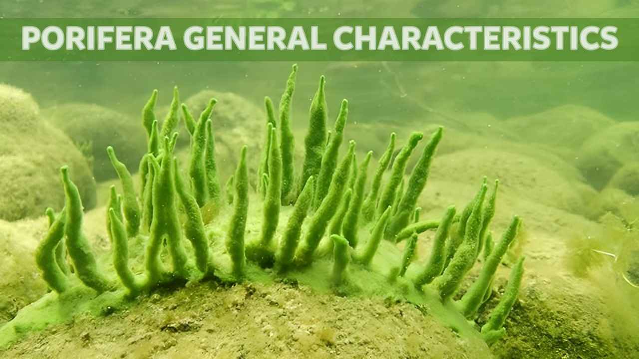 Porifera general characteristics