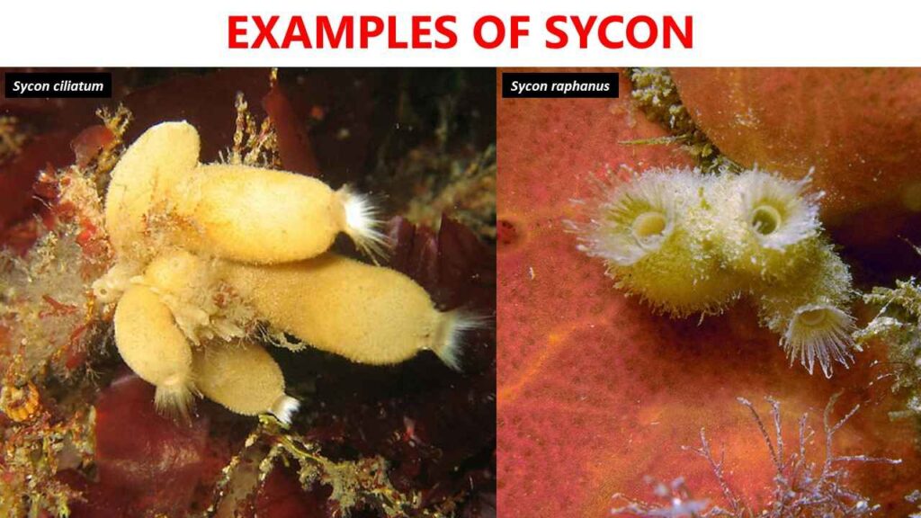 Examples of Sycon