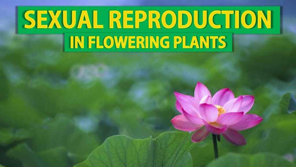 [PPT] Sexual Reproduction in Flowering Plants Class 12 Notes Rajus