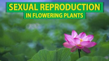 Sexual Reproduction in Flowering Plants Class 12 Notes