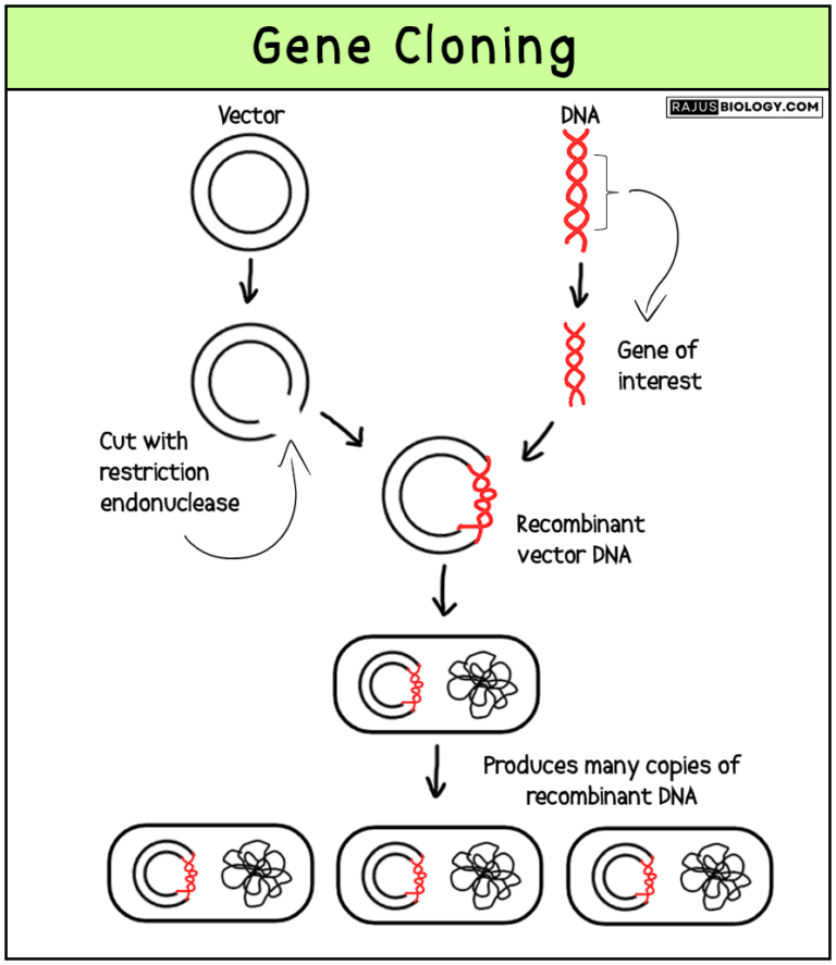 Gene Cloning - Definition, Steps, Applications and Diagram - Rajus Biology