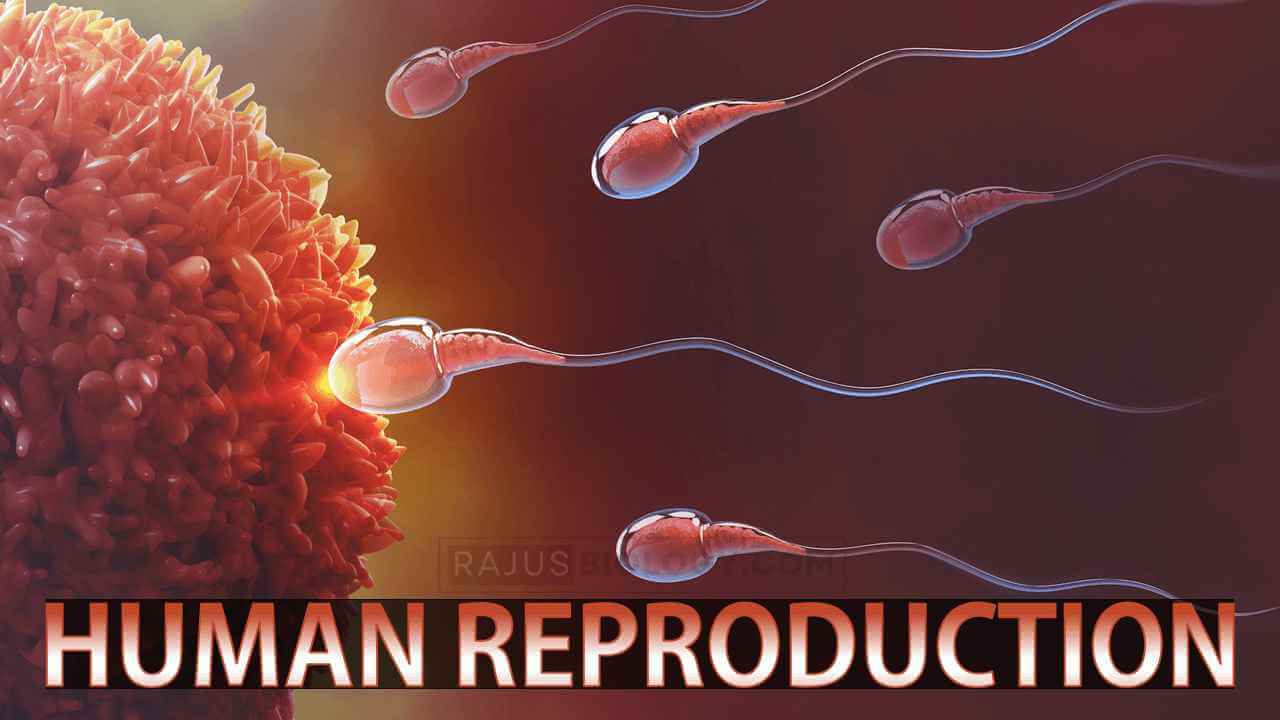 Human Reproduction Class 12 Notes