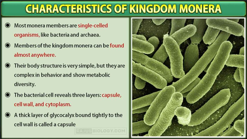 Characteristics Of Kingdom Monera Free Biology Notes Rajus Biology